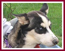 Violet is a 6 month old husky mix