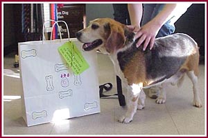 Willard, rescued from a hoarder situation, poses with the Adoption Goodie Bag made for him to take to his new home by a Girl Scout troop.