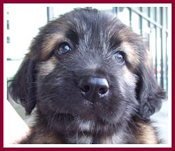 Aaron, one of the puppies rescued in this abuse case.