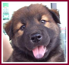 Abby, another of the four puppies rescued in this abuse case.