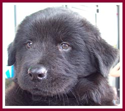 Another of the four puppies rescued from this abuse case.