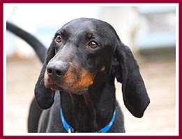 Bo Coonhound