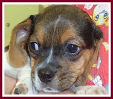 Boogie the puggle was rescued from Puppy Haven in 2007.