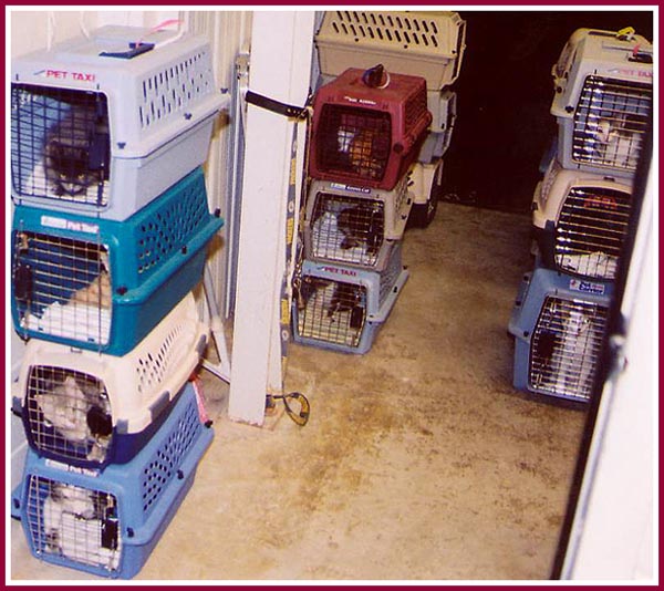 Cats in crates stacked three high and crowded in to a small area.