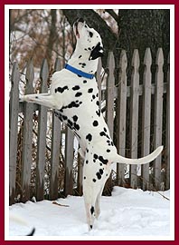 Toby liked to play in the snow, and he never forgot to look up.