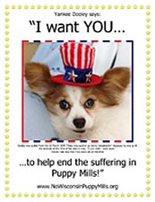 Dooley the mill auction throw-away wants YOU to help stop the suffering in puppy mills.