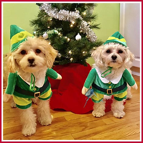 Two cute dogs in elf suits in front of a Christmas tree.