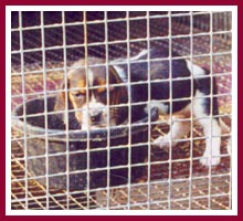 Little hound puppy in a WI puppy mill.