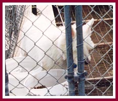 Mama Westie and the cage she has spent her entire life in.