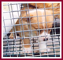 Corgi puppy for sale at a puppy mill in Wisconsin.