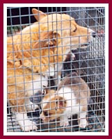 Mama Corgi and pup -- note size of the mesh in the cage bottom and the size of the dogs' feet.