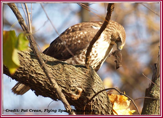 Hawk with mouse in tree