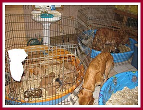 Golden retriever breeder in Richland Center, WI, June 2009: 3 moms/36 pups in home bathroom!