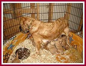Mama golden retriever and pups in plastic swimming pool kept in breeder's bathroom. June 2009