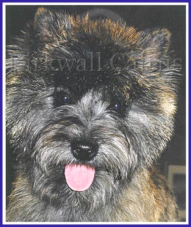 Ch. Kirkwalls Cherry Coke, aka Cherry, was the thrid-ranked Cairn Terrier female in the US in 1998.