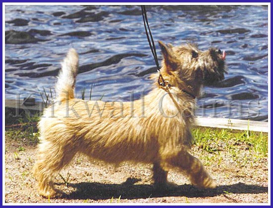 Ch. Kirkwalls Fresca was the fifth-ranked Cairn Terrier female in the US in 1998.