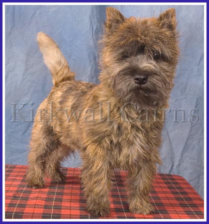 Ch Kirkwall Cheeky Wee Monkey, aka Munch, was an AKC Champion at age one year.