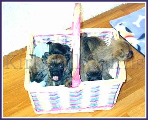 Zeke and Hannah's five pups, who were named for characters on CSI: Miami