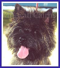 Stitch, a cairn terrier from Kirkwall Cairns, had a personal invitation to Westminster and Animal Planet!