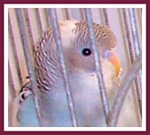 Pet store parakeet