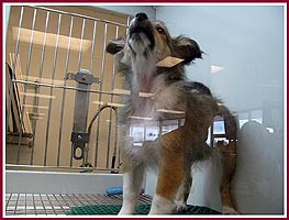 Puppy mill dog in a Petland Pet Store