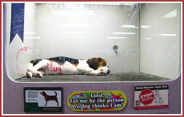 This little beagle pup was photographed in his "state-of-the-art" cube at Pewaukee Petland in Feb. 09. Note the sign below the plexiglass.