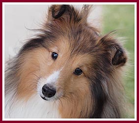 Healthy, happy sheltie pup from a conscientious hobby breeder.