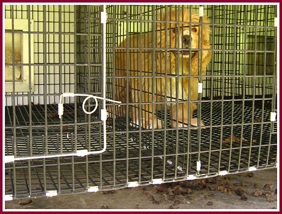 Another filthy cage, another sad dog.