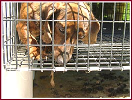 Mama Dachsund in a filthy, small cage in a USDA - licensed facility in Wisconsin