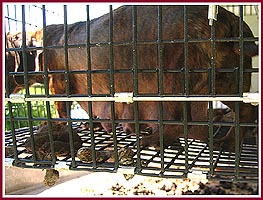 A Mama dog tries to walk on the wire mesh of her filthy cage.