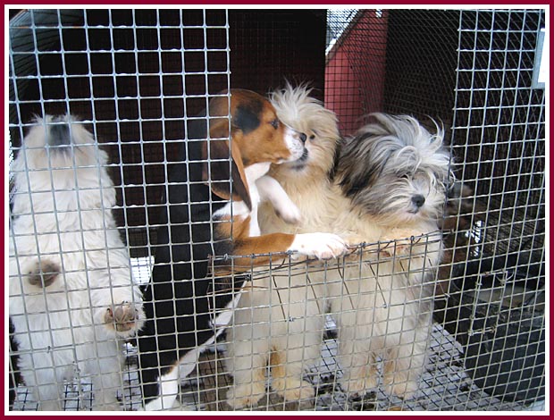 Puppies clamor for attention and beg to be released from wire mesh cages out in the cold.