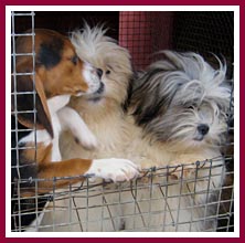 Puppies starved for human contact vie for attention. They are living on open wire mesh in the snow while the miller wears a heavy coat, hat, and gloves.