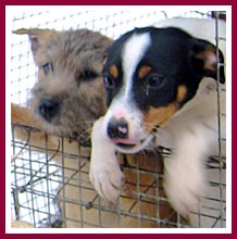 Puppies living in a mesh cage in the snow at a puppymill, hoping somebody will take them home.