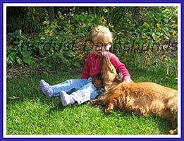 Stardust Dachshund believe that the dogs should be happy and loving, equally at ease with children and adults.