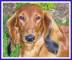 Wisconsin Puppy Mill Project Inc Breeders With Pride Stardust Dachshunds