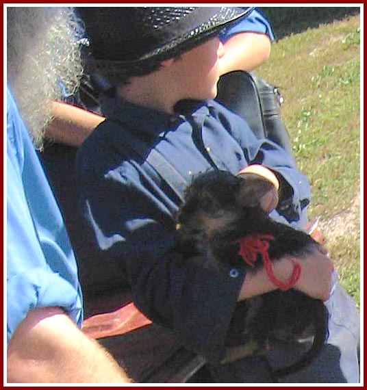 This is the pup being held in the boy's arms highlighted in the previous photo.