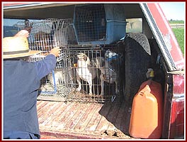 Dogs being loaded into a puppy miller's van after a dog auction.