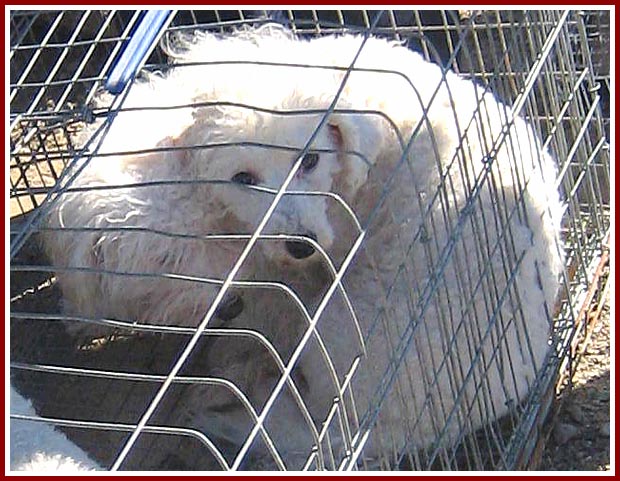 Two dogs huddled in a cage prior to their sale at the 22 September 07 Thorp dog auctioin.