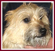 Carol the Cairn Terrier. Her seller did not know that Carol was pregnant when she was sold at the 10 Mar 07 Thorp Dog Auction, so her puppies were born safe in a rescue.