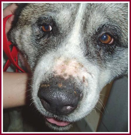 Cheyenne the Akita shows off her scarred nose.