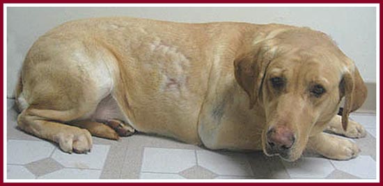 Precious Lady, a golden lab, was sold as pregnant. She was just morbidly obese.