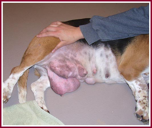 Lizzie the basset came to rescue with a raging case of mastitis.