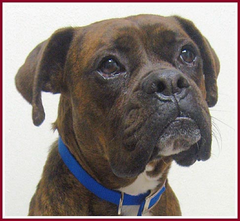 Max the handsome brindled boxer with brucellosis.