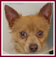 Tippy the Chihuahua lost one tooth on the way to the vet after his purchase at the Sept 08 Thorp Dog Auction, and had to have 13 more teeth extracted. He was just short of 3 years old at time of purchase.