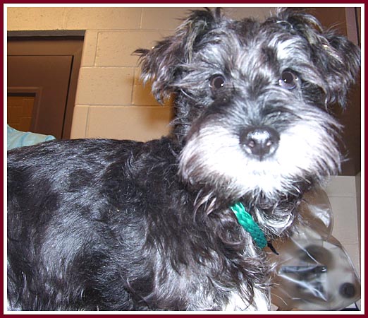 Stanley is an adorable miniature schnauzer puppy purchased at the 10 March Thorp Dog Auction.
