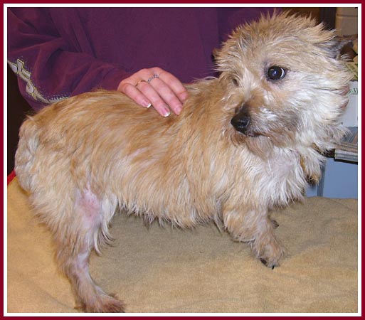 Susie is a wheaten or blond cairn terrier, and is a proven breeder -- she was pregnant when purchased.