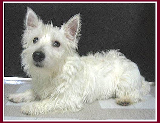 Sweetie is a very pretty West Highland Terrier pup.