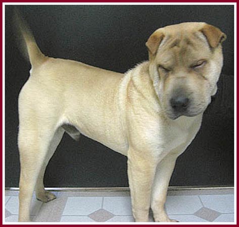 Woo the gorgeous shar pei pup has entropic eyelids and cannot open his eyes without extreme pain.