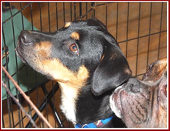 Rescued dogs at an adoption event.