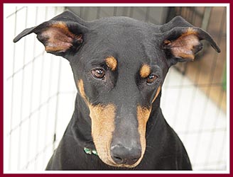 Breeder dogs like this dobie are assured a better quality of life thanks to Act 90's licensing and inspection program.